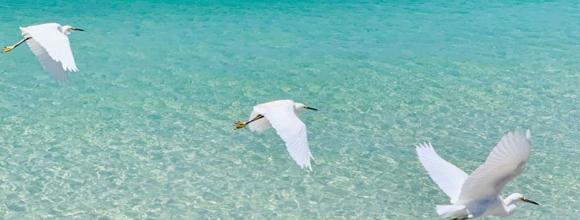 Beach Anna Maria Island